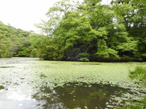 20150621六甲山森林植物園 (23)